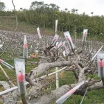 低溫來襲　農業局請農友注意保暖、做好農作物防寒