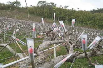 低溫來襲　農業局請農友注意保暖、做好農作物防寒