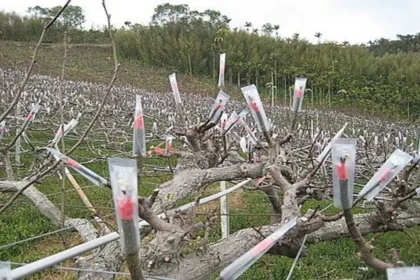 低溫來襲　農業局請農友注意保暖、做好農作物防寒