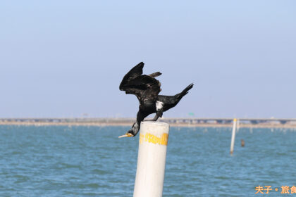 龍海號生態之旅 七股潟湖近距離觀察鸕鶿
