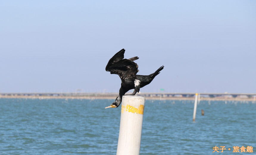 龍海號生態之旅 七股潟湖近距離觀察鸕鶿