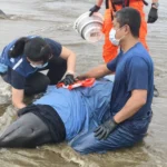 屏東縣11隻擱淺小虎鯨　海保署MARN團隊　搶救進度報告