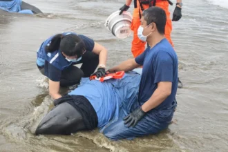 屏東縣11隻擱淺小虎鯨　海保署MARN團隊　搶救進度報告
