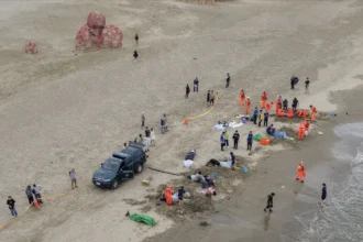 小虎鯨回家了！屏東擱淺救援成功 MARN團隊助其重返大海