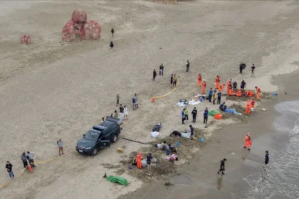 小虎鯨回家了！屏東擱淺救援成功 MARN團隊助其重返大海