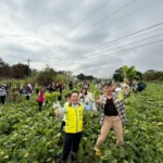 步步高升好彩頭　竹山鎮拔蘿蔔體驗活動加碼　現炸蘿蔔糕