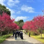 全台最美櫻花校園　暨大櫻花季將「大盛開」　獨家「穿山甲御守」限量加持