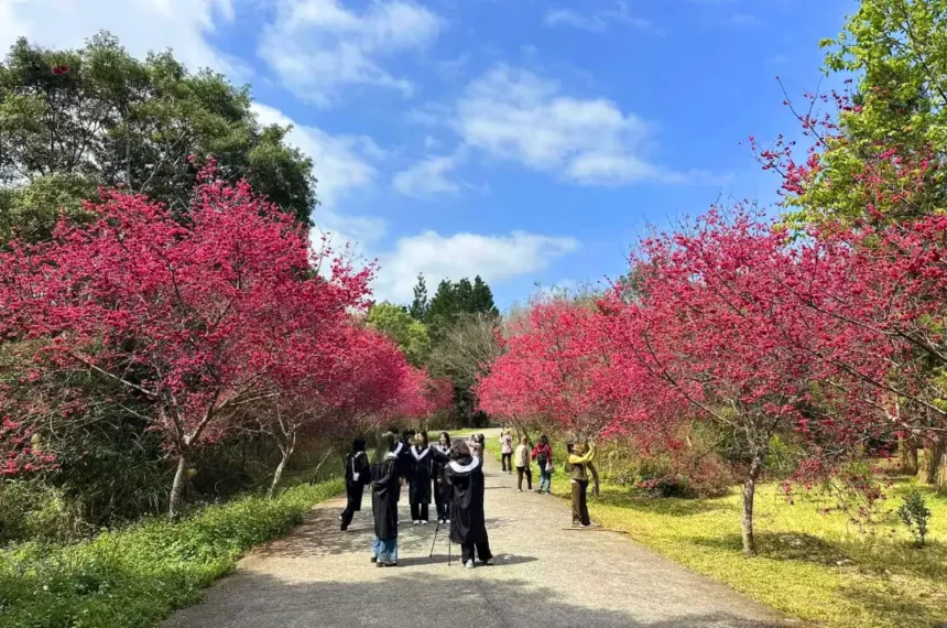 全台最美櫻花校園　暨大櫻花季將「大盛開」　獨家「穿山甲御守」限量加持