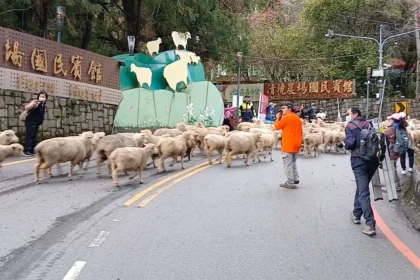 清境奔羊節　仁愛警加強交通疏導