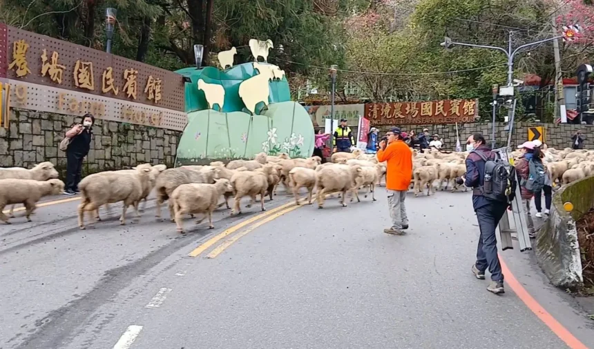 清境奔羊節　仁愛警加強交通疏導