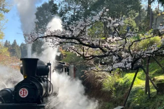 百年蒸汽火車復駛！3/10起穿越阿里山櫻花林　賓館推頂級客房賞櫻專案