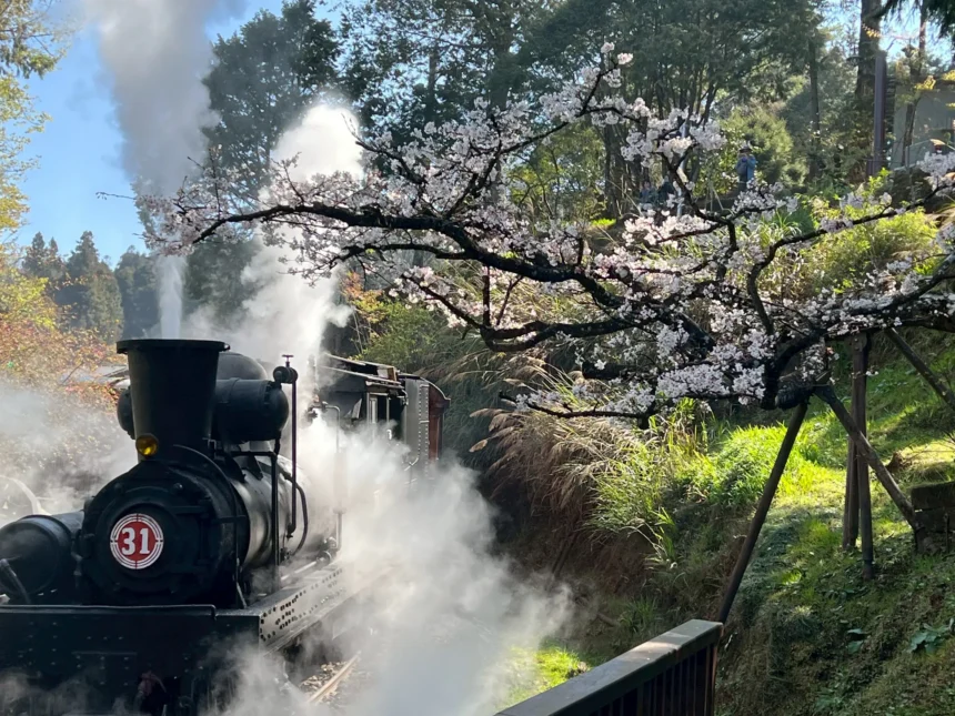 百年蒸汽火車復駛！3/10起穿越阿里山櫻花林　賓館推頂級客房賞櫻專案
