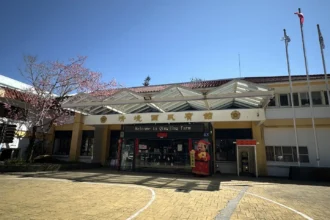 把時間留給浪漫！清境粉紅櫻花綻放　與綿羊共譜春日進行曲