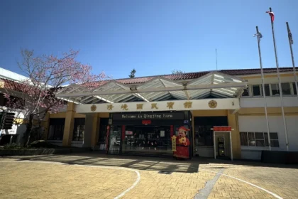 把時間留給浪漫！清境粉紅櫻花綻放　與綿羊共譜春日進行曲