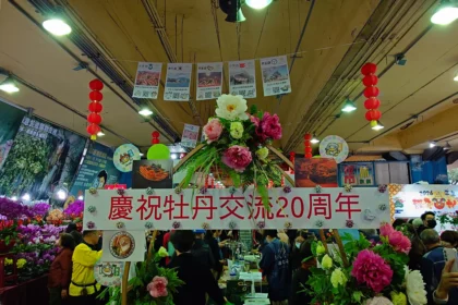 日式牡丹驚艷建國花市　台日花卉展、島根貓熱鬧迎春