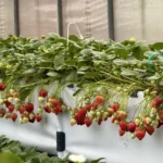 內湖草莓園邀您來趟「莓」好採果趣