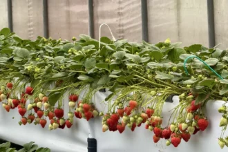 內湖草莓園邀您來趟「莓」好採果趣