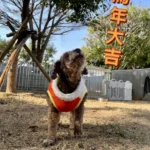 動物之家超暖心！　春節加菜過好年 陪伴一起馬上幸福