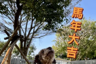 動物之家超暖心！　春節加菜過好年 陪伴一起馬上幸福