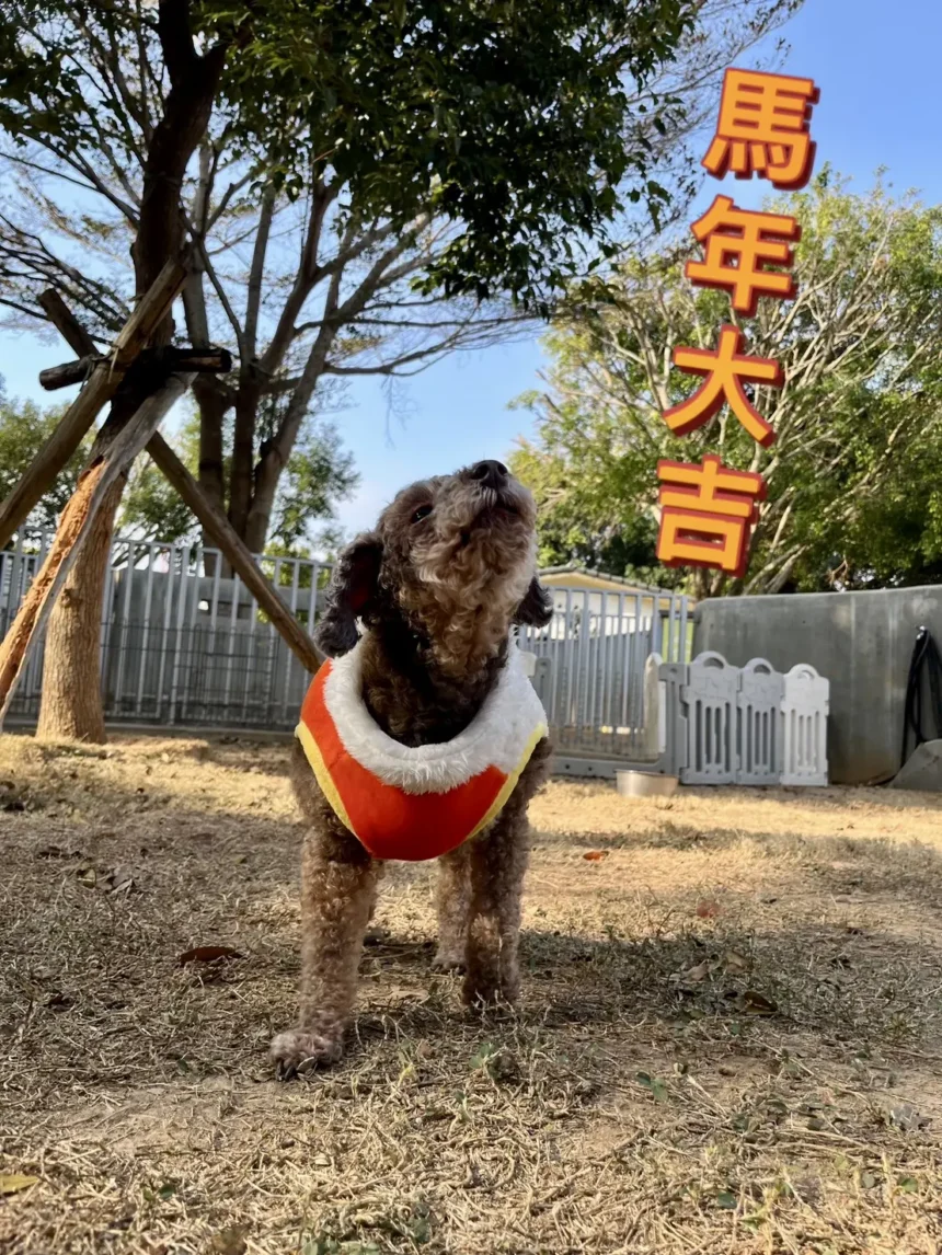 動物之家超暖心！　春節加菜過好年 陪伴一起馬上幸福