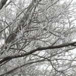 寒流發威　太平山下冰霰、遊客興奮搶拍