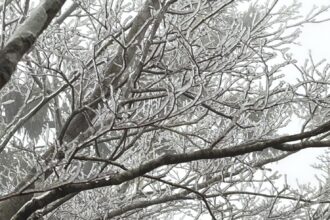 寒流發威　太平山下冰霰、遊客興奮搶拍