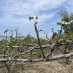 山城梨園進入關鍵期　中市農業局籲請提前防範梨赤星病　守護花果健康
