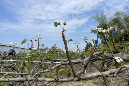 山城梨園進入關鍵期　中市農業局籲請提前防範梨赤星病　守護花果健康