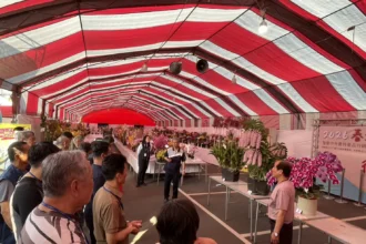 2026春季蘭花評鑑競賽　花農洪長勇獲全場總冠軍