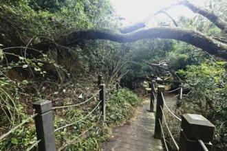 大坑多條登山步道加速修復　市府呼籲留意步道封閉狀況勿擅闖