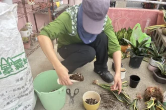 舊瓶罐種出好空氣　中市清潔隊推再生植栽兼顧美化與防疫