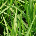 水稻稻熱病將進入好發期　雲縣府呼籲農友預防並加強田間管理