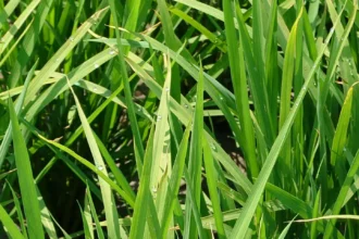 水稻稻熱病將進入好發期　雲縣府呼籲農友預防並加強田間管理