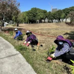中央公園啟動原生植物培育行動！　建設局攜手科博館打造都市原生種苗庫