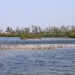 布袋候鳥季今日登場　千羽齊聚展現國家級濕地風采