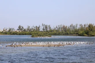 布袋候鳥季今日登場　千羽齊聚展現國家級濕地風采