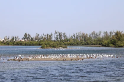 布袋候鳥季今日登場　千羽齊聚展現國家級濕地風采