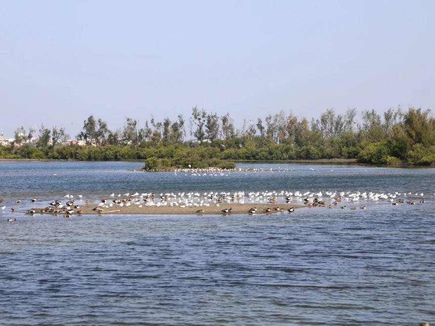 布袋候鳥季今日登場　千羽齊聚展現國家級濕地風采