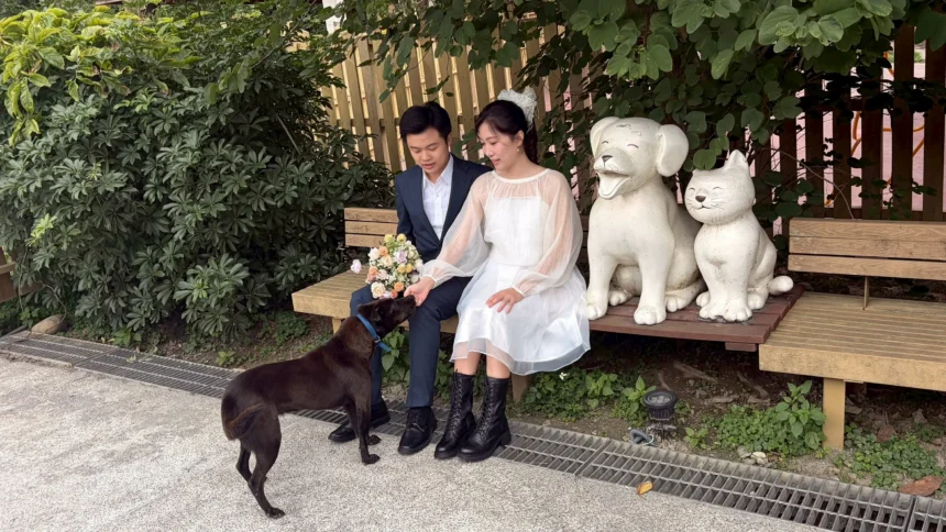 黑貓牽紅線　資深動保人攜手愛妻到中和動物之家拍婚紗　用愛傳遞生命教育