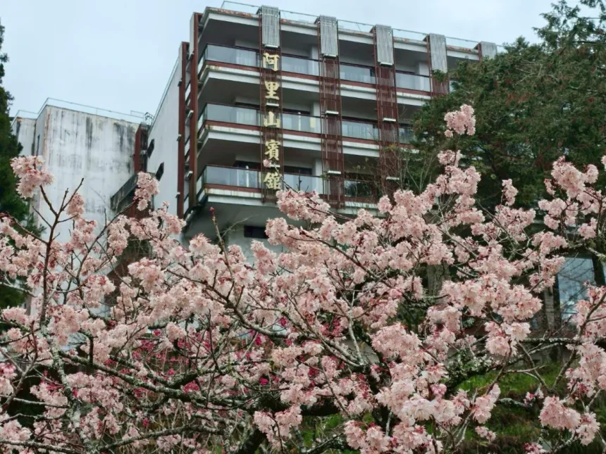 阿里山賓館推賞花精華路線　攝影達人帶路探森林秘境