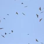 2026鷹揚八卦賞鷹活動 「八卦松林大角頭」帶你探索生物奧秘