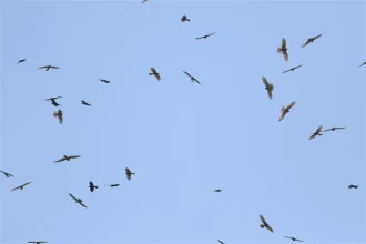 2026鷹揚八卦賞鷹活動 「八卦松林大角頭」帶你探索生物奧秘