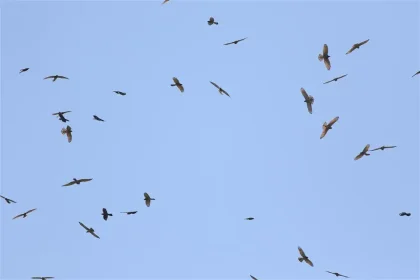 2026鷹揚八卦賞鷹活動 「八卦松林大角頭」帶你探索生物奧秘