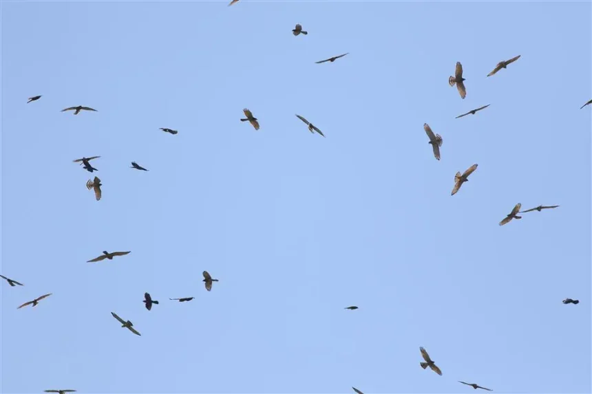 2026鷹揚八卦賞鷹活動 「八卦松林大角頭」帶你探索生物奧秘