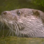 科博館「科博四十」春假特別活動與SET Wildlife 合作推出生態紀錄片《戰地阿特》