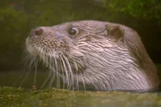 科博館「科博四十」春假特別活動與SET Wildlife 合作推出生態紀錄片《戰地阿特》