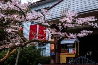 夜賞燈會、晨看櫻花　入住阿里山賓館再送賞櫻好禮