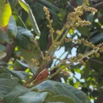 荔枝椿象化學共同防治期已結束　荔枝及龍眼盛花期請停止施藥