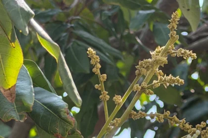 荔枝椿象化學共同防治期已結束　荔枝及龍眼盛花期請停止施藥