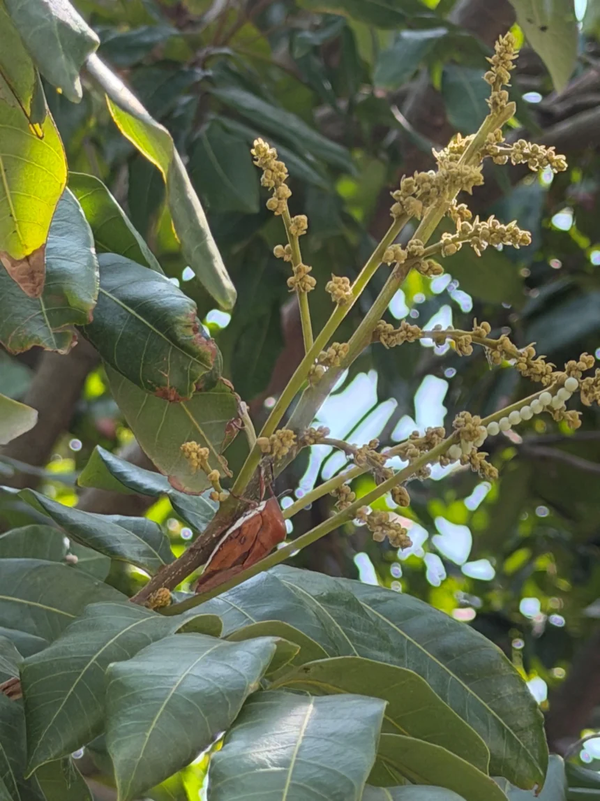 荔枝椿象化學共同防治期已結束　荔枝及龍眼盛花期請停止施藥